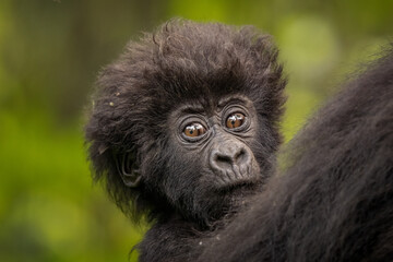 Obraz premium Cute baby mountain gorilla resting on mother in Uganda jungle. Endangered primate infant in Bwindi Impenetrable Forest, wild wildlife photography.
