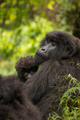 Obraz premium Mountain gorilla mother tenderly cradling her curious baby in lush green Ugandan jungle. Endangered African wildlife.