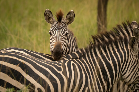 Burchell's zebra looking at camera over another zebra's back. Wild plains zebra portrait in Uganda safari, Africa. Beautiful striped pattern and wildlife eye contact in the savannah.