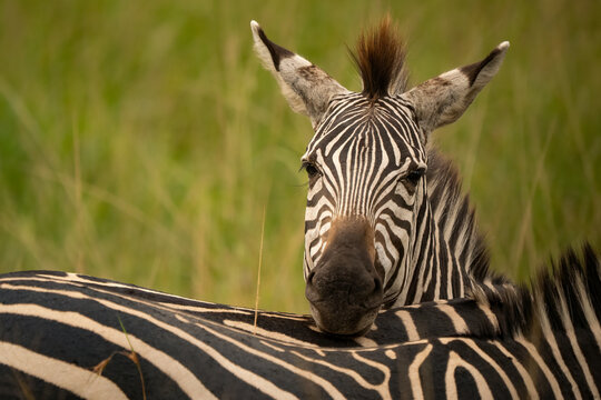 Burchell's zebra looking at camera over another zebra's back. Wild plains zebra portrait in Uganda safari, Africa. Beautiful striped pattern and wildlife eye contact in the savannah.