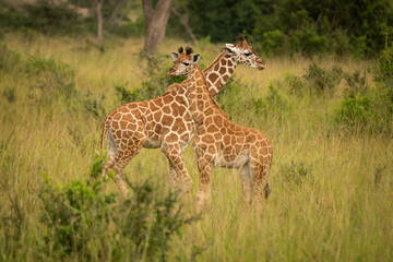 Obraz premium Two young Rothschild's giraffes standing in tall grass, Murchison Falls National Park, Uganda. Endangered wild giraffe calves in African savannah.