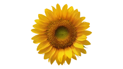 Fototapete Sonnenblume Bright yellow sunflower head with brown center, isolated on transparent background  © Roxana