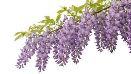 Cascading purple wisteria flowers with green leaves, isolated on transparent background © Roxana