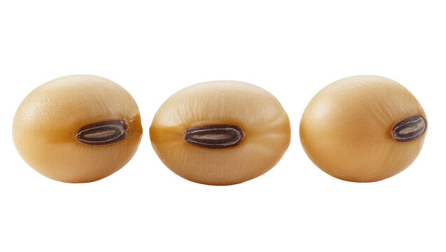Three light brown soybeans with dark hilum, isolated on transparent background