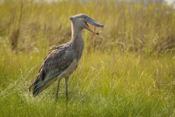 Fototapeta premium Shoebill stork standing in the marshlands of Uganda. Rare prehistoric-looking bird Balaeniceps rex in its natural habitat, Mabamba swamp, Africa.