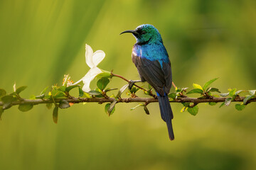 Obraz premium Male red‑chested sunbird (Nectarinia erythrocerca) perched on green stem in Uganda. Iridescent blue and green plumage with bright red chest band, colorful African tropical bird with soft natural bokeh