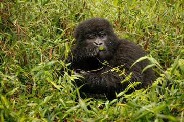Young mountain gorilla eating leaves in the jungle of Uganda. Juvenile Gorilla beringei beringei in its natural habitat, Bwindi Impenetrable Forest, Africa. © Jiri Licka