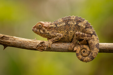 Trioceros ellioti chameleon on branch in Uganda wildlife nature © Jiri Licka