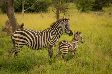 Mother zebra and her foal standing together in the wild savanna grass of Lake Mburo National Park, Uganda, wildlife photography © Jiri Licka