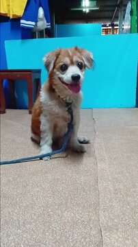 Dog is Waiting Human to Play Each Other