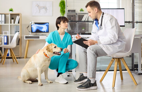 Veterinarian doctor and nurse with labrador in clinic. Team discusses pet consultation and treatment plan using clipboard notes in a bright veterinary office. Concept image of trust and care.