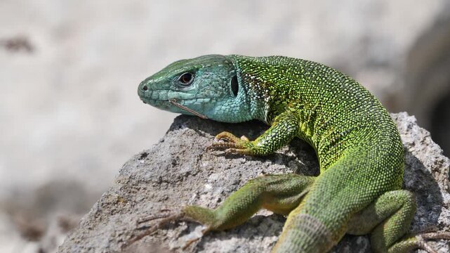 European green lizard male sunbathing in the morning (Lacerta viridis)