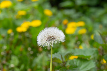 Bio Diversity - Taraxacum sect. Ruderalia - Detailed Photo great additional Bokeh © Aleksandra