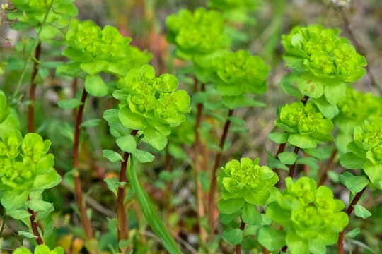 pictures of wild plants, medicinal flowers. photos of spurge flowers.