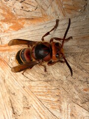 bug on wood © Marcin