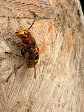 colorado potato beetle