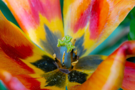 Bio Diversity - Art Picture - Nature os the best Artist - Beautiful Insides of a Red Flower
