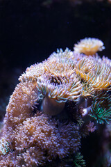 Examination Of Soft Coral Microhabitat Showcasing Tentacle Movement And Subtle Luminescence © Maksym Hilievoi
