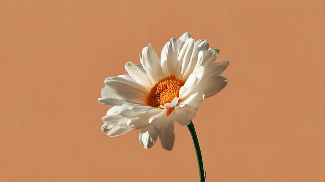 Flower growing in sunlight with orange background showing details of petals and stem in a clear setting during daytime in spring season
