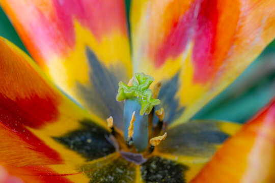 Bio Diversity - Art Picture - Nature os the best Artist - Beautiful Insides of a Red Flower