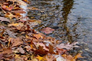 Obraz premium Autumn in New Jersey, USA - fallen yellow leaves from coastal trees along the shore of the Raritan River