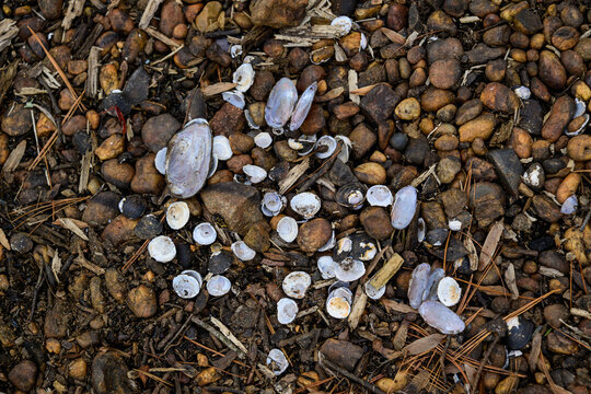 Empty shells of freshwater mollusks (Bivalvia)