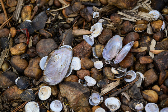 Empty shells of freshwater mollusks (Bivalvia)