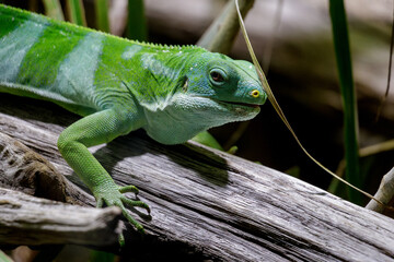 Fototapeta premium Detailed Image Of Small Green Creature. Focused Shot Highlighting Scales And Curious Gaze Of Lizard