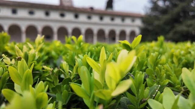 Macro Of Evergreen Boxwood Bush Leaves In Italian Garden
