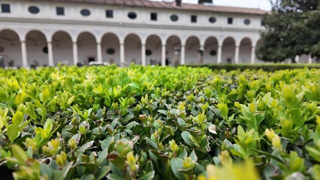 Macro Slow Motion Of Green Boxwood Bush Leaves