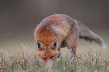 Lis rudy, lis pospolity (Vulpes vulpes) © Bartosz Rakoczy