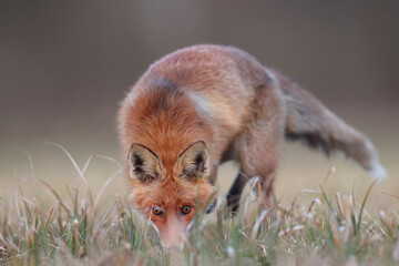 Lis rudy, lis pospolity (Vulpes vulpes) © Bartosz Rakoczy