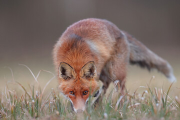 Lis rudy, lis pospolity (Vulpes vulpes) © Bartosz Rakoczy