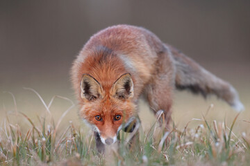 Lis rudy, lis pospolity (Vulpes vulpes) © Bartosz Rakoczy