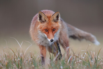 Lis rudy, lis pospolity (Vulpes vulpes) © Bartosz Rakoczy