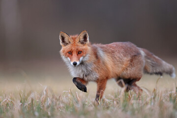 Lis rudy, lis pospolity (Vulpes vulpes) © Bartosz Rakoczy