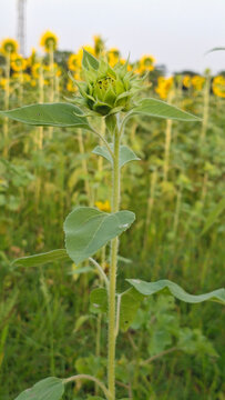 A sunflower blossom before it opens