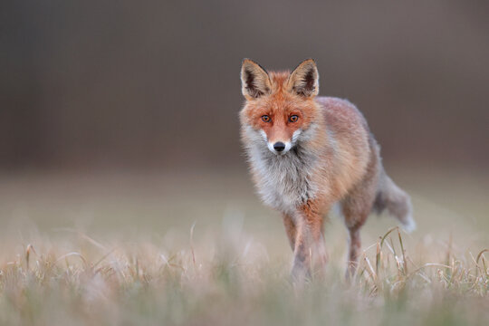 Lis rudy, lis pospolity (Vulpes vulpes)