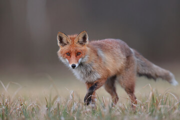 Lis rudy, lis pospolity (Vulpes vulpes) © Bartosz Rakoczy