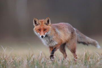 Lis rudy, lis pospolity (Vulpes vulpes) © Bartosz Rakoczy