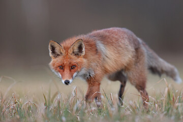 Lis rudy, lis pospolity (Vulpes vulpes) © Bartosz Rakoczy