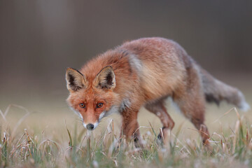 Lis rudy, lis pospolity (Vulpes vulpes) © Bartosz Rakoczy