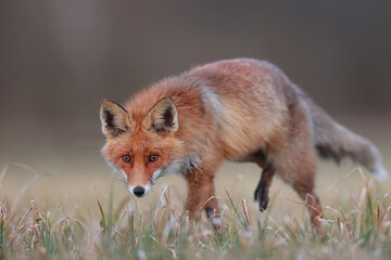 Lis rudy, lis pospolity (Vulpes vulpes) © Bartosz Rakoczy