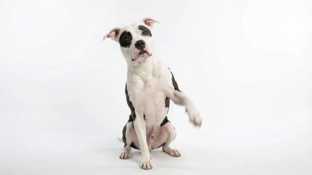 pit bull white and black eye color making high five isolated on white background