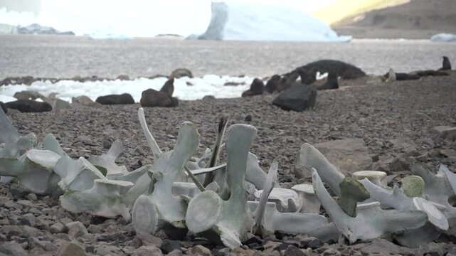 A steady, low-angle shot of bleached whale vertebrae scattered along the rocky shoreline of Georges Point, Rong&eacute; Island, Antarctica with resting fur seals and icebergs in the background