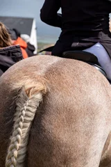 Braided horse tail in County Donegal, Ireland © Lukassek