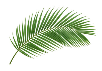 Fototapeta premium A green palm leaf on a white background