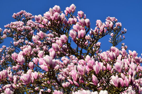 Le magnolia en fleurs dans le ciel bleu