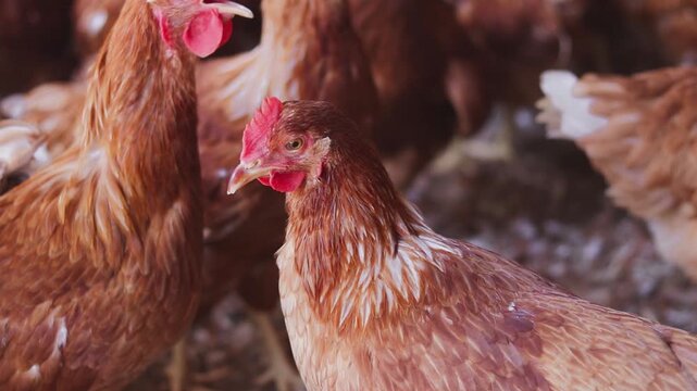 Close up of brown chicken in chicken farm