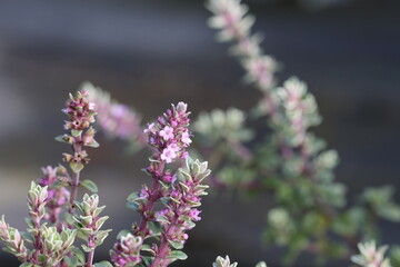 Obraz premium Thymus 'Silver Posie', close up of pink thyme flowers with small silver edged leaves in spring. 